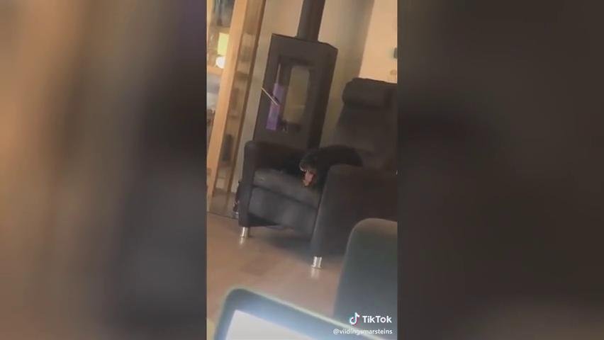 Hund macht komische Geräusche 2 Video auf