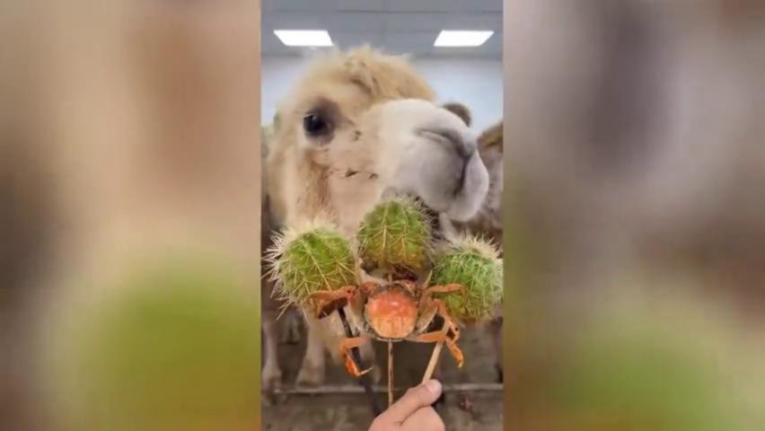 Kamele futtern Kakteen Video auf