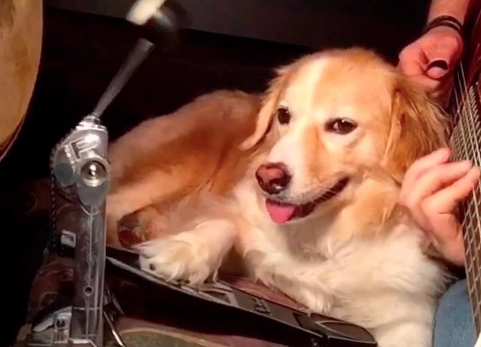 Seven Nation Army Hund Video auf