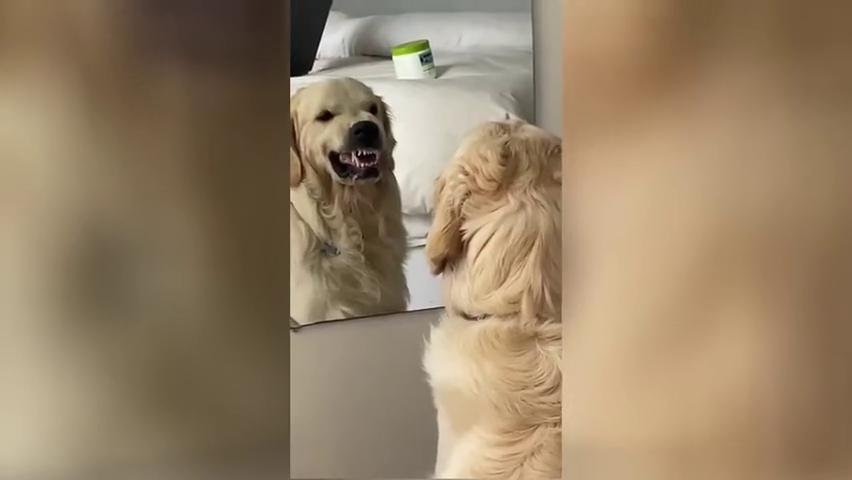 Wie macht ein böser Hund? Video auf