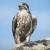 Falcon