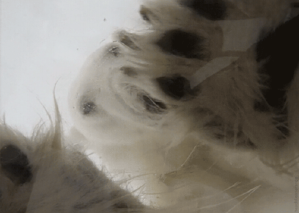 Animated Gifs #172