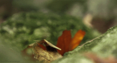 Animated Gifs #231