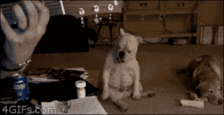 Animated Gifs #242