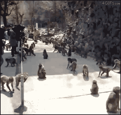 Animated Gifs #54