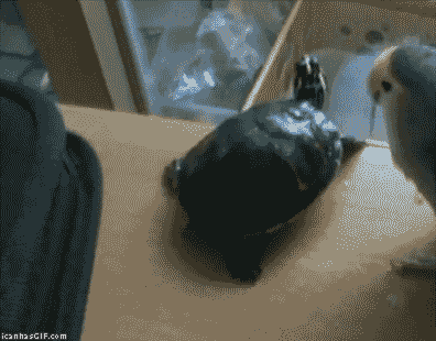 Animated Gifs #62