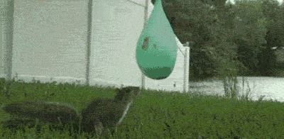 Animated Gifs #79