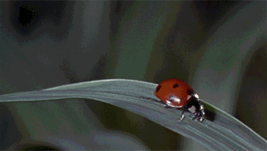 Animated Gifs #91