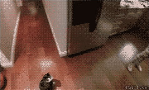 Animated Gifs #157