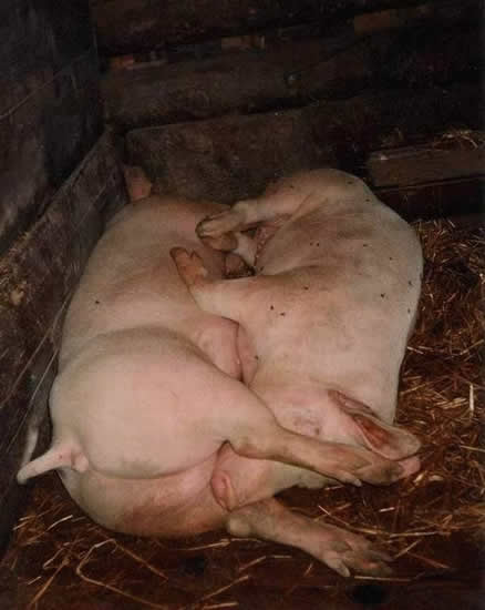 b:a - MEGA - picdump 15.03.07