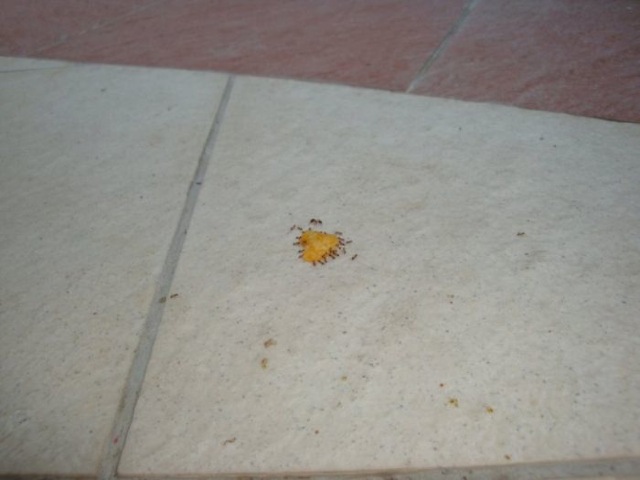 Ameisen lieben Chips