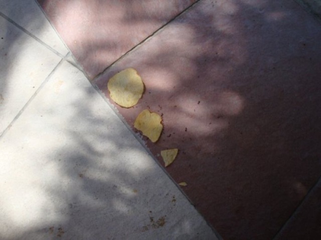 Ameisen lieben Chips