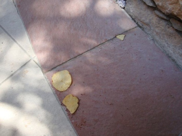 Ameisen lieben Chips