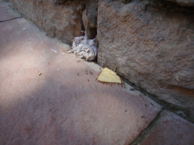 Ameisen lieben Chips