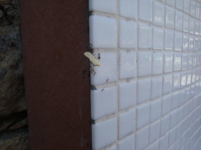 Ameisen lieben Chips