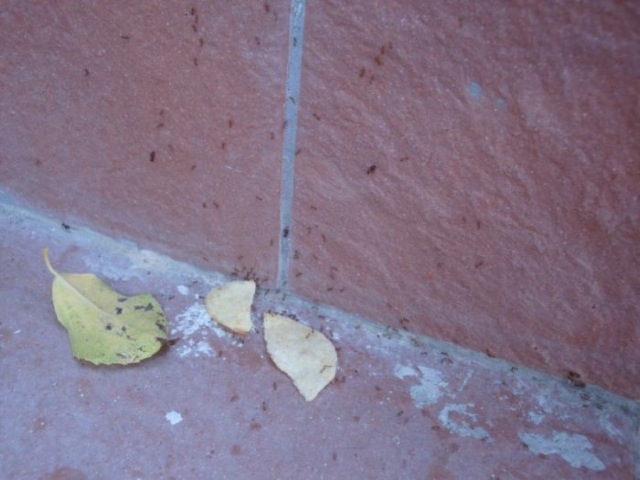 Ameisen lieben Chips