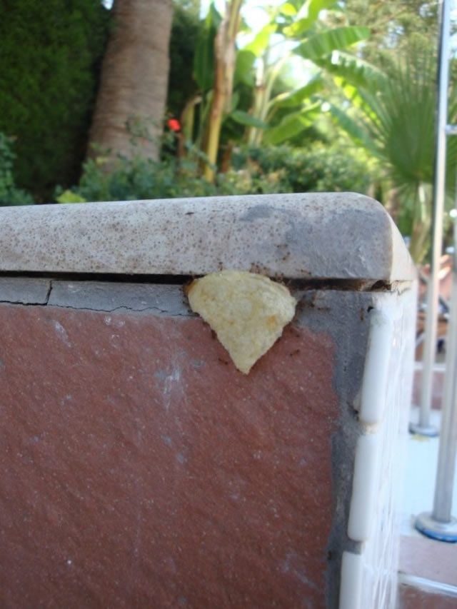 Ameisen lieben Chips