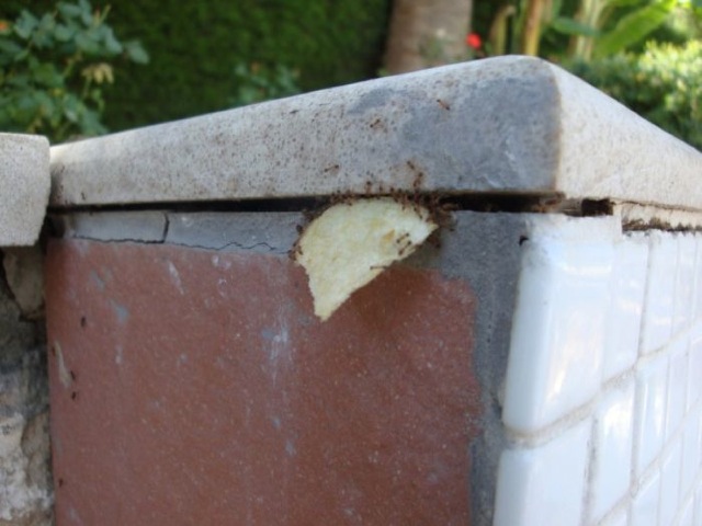 Ameisen lieben Chips