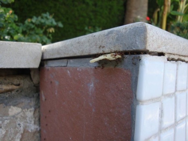 Ameisen lieben Chips