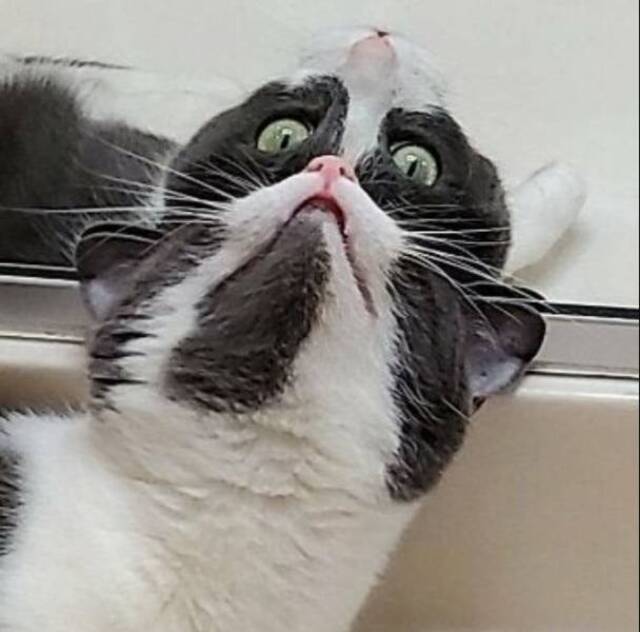 Bildschirmarbeiter - Picdump KW29 2020