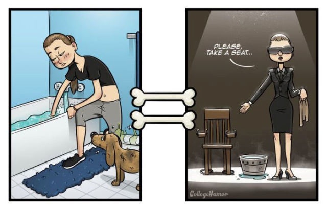 Die Welt aus Hundesicht