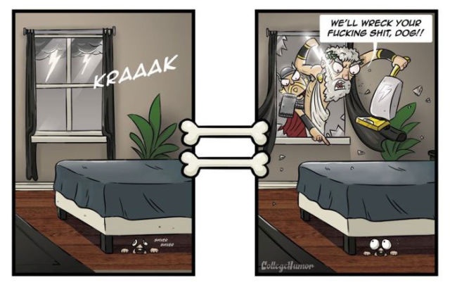 Die Welt aus Hundesicht