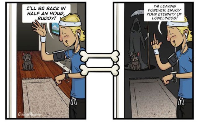 Die Welt aus Hundesicht