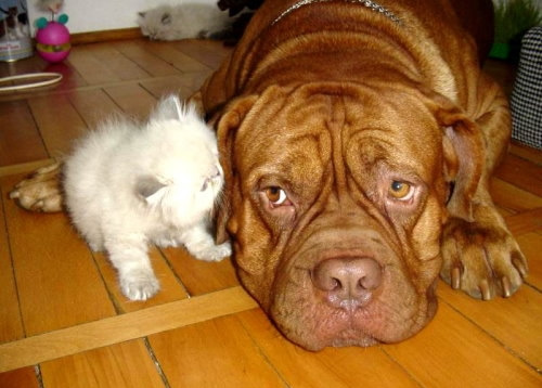 Hund mit Pussy