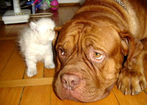 Hund mit Pussy