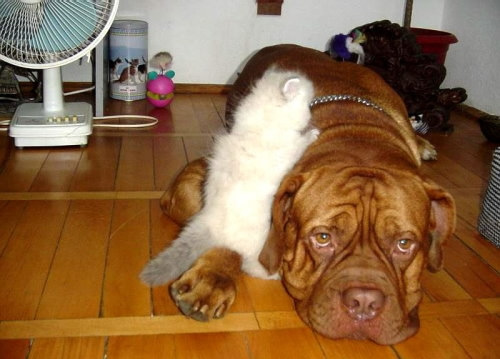 Hund mit Pussy