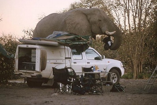 Elefant vs. Camper