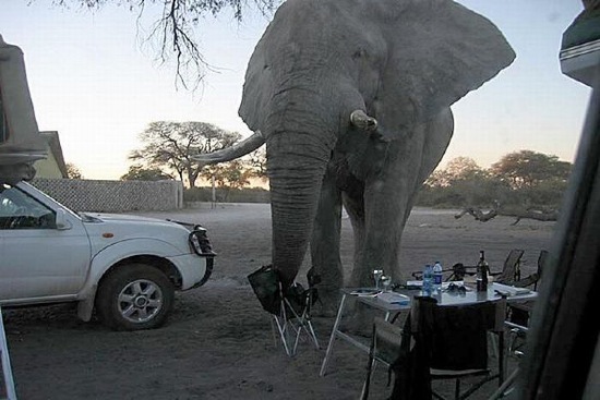 Elefant vs. Camper