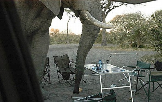 Elefant vs. Camper