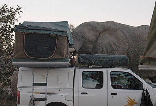 Elefant vs. Camper