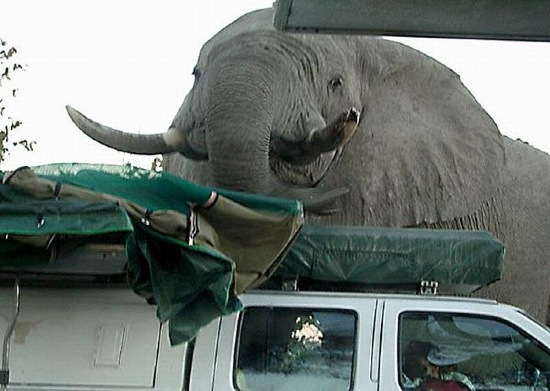 Elefant vs. Camper