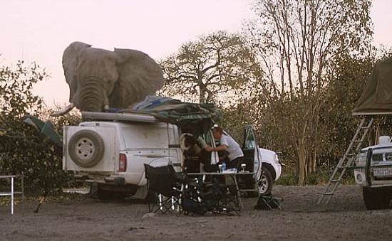 Elefant vs. Camper