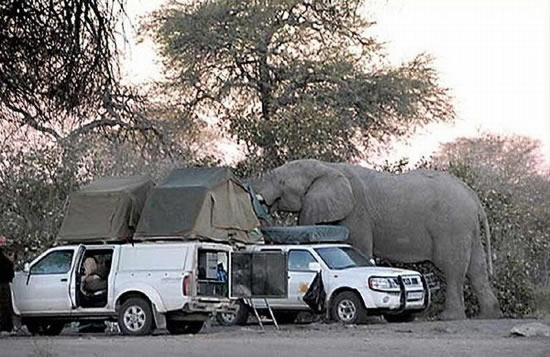 Elefant vs. Camper