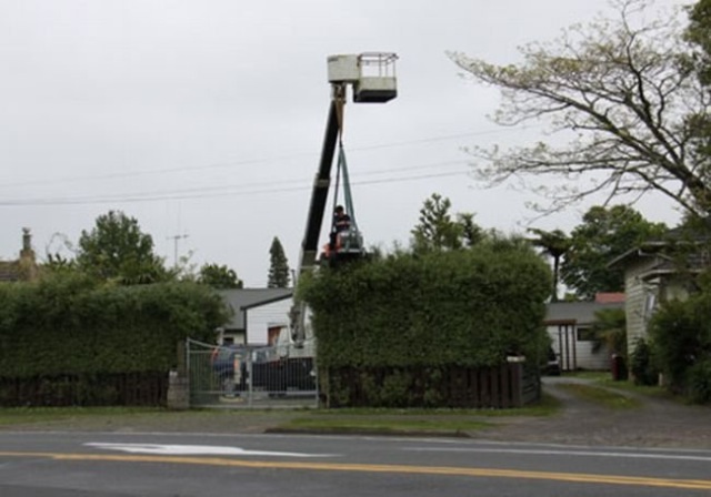Hecke mal anders schneiden