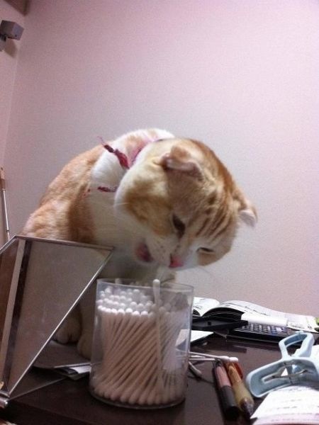 Katze und die Wattestäbchen