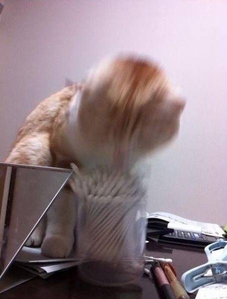 Katze und die Wattestäbchen