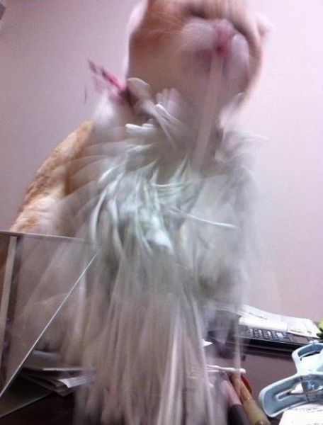 Katze und die Wattestäbchen