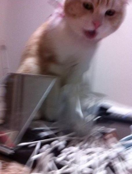 Katze und die Wattestäbchen