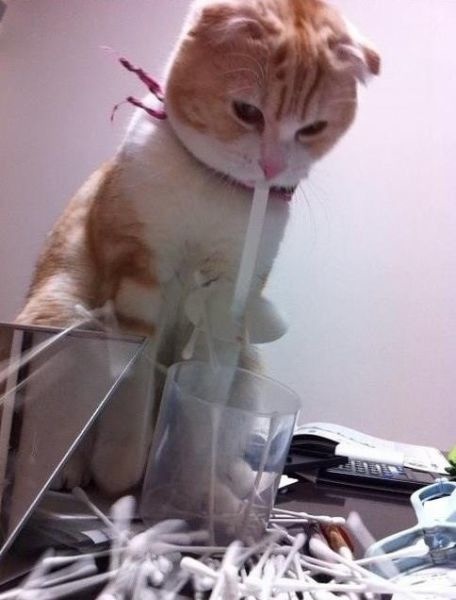 Katze und die Wattestäbchen