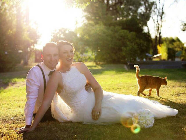 Katzen - Photobomben