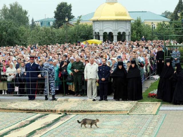 Katzen - Photobomben