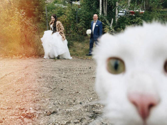 Katzen - Photobomben