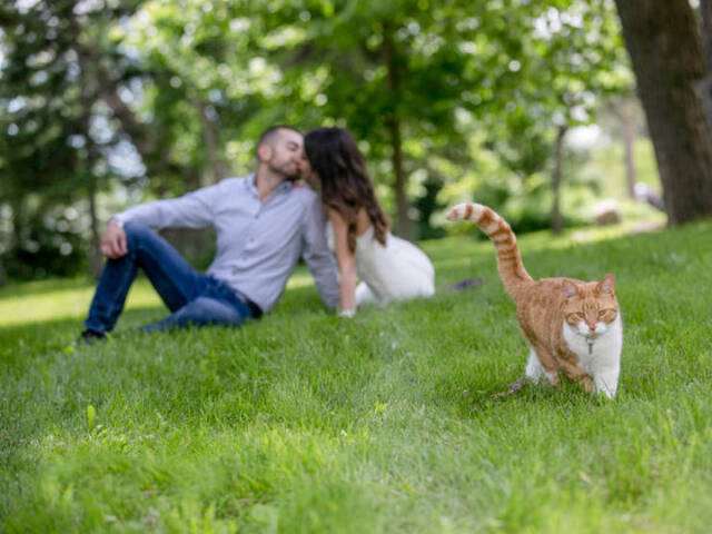Katzen - Photobomben