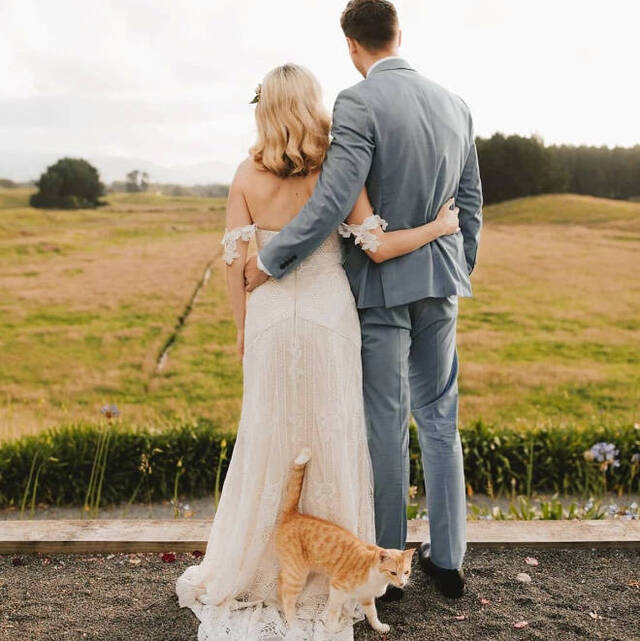 Katzen - Photobomben