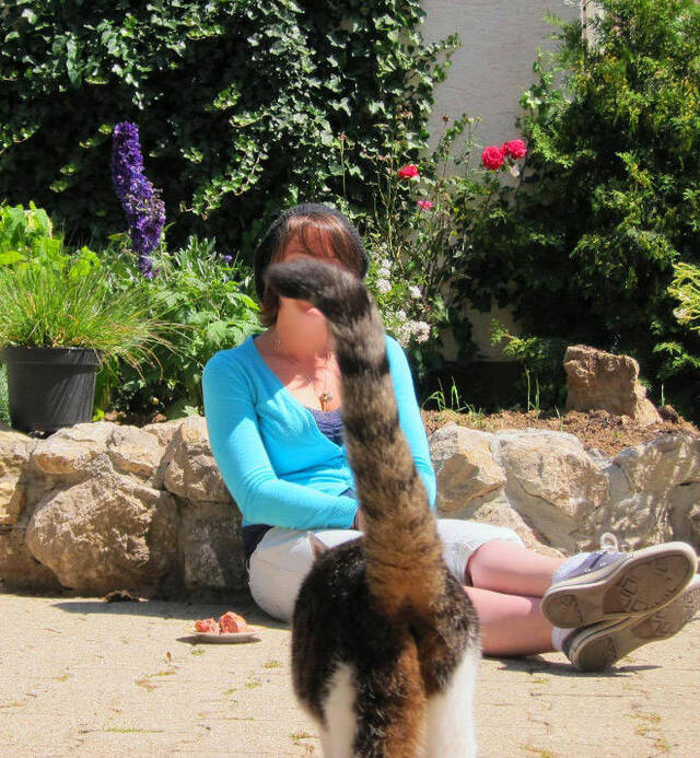 Katzen - Photobomben