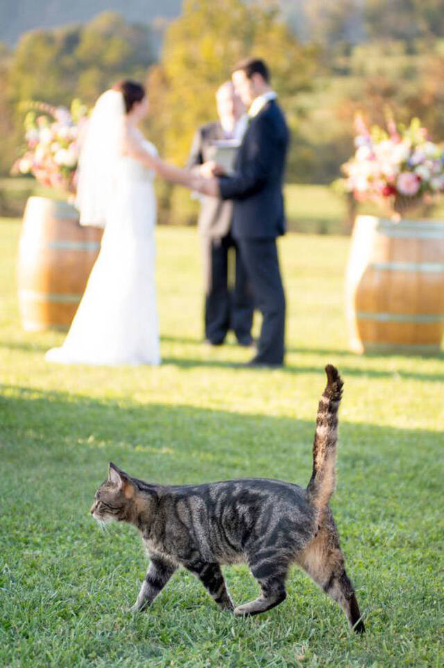 Katzen - Photobomben